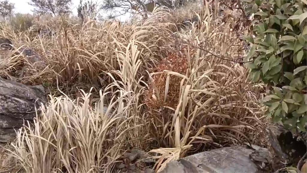 比兩年前的百年大旱還乾 屏東北大武山步道植物枯黃