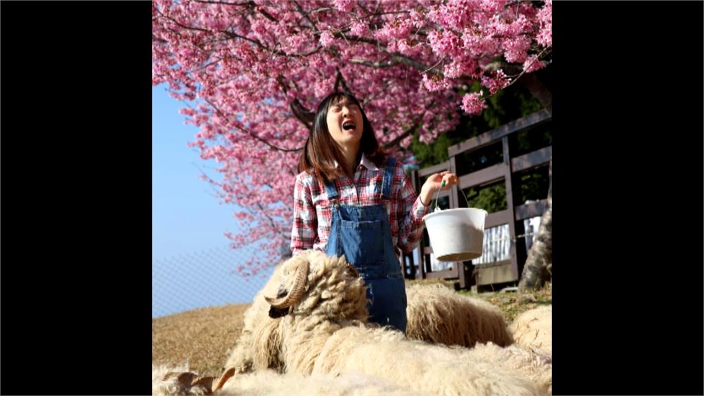 南投清境農場祭27k徵才 員工曝有「1職災」 網笑翻