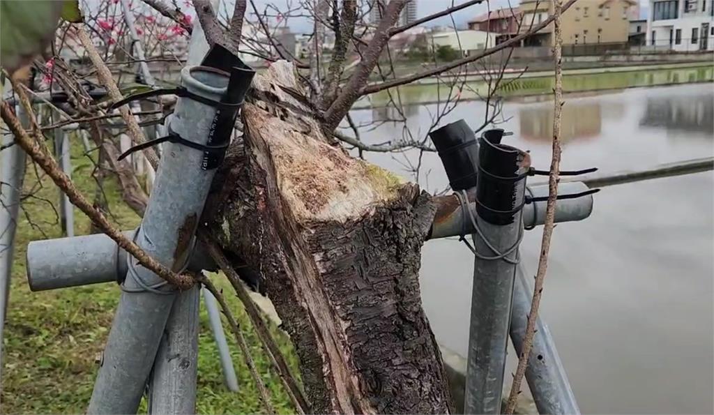 農機具開進櫻花樹旁狹窄防汛道路 勾到.撞斷櫻花樹