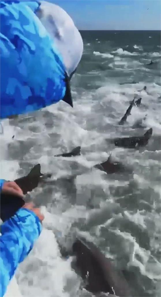 誤闖數百鯊魚「吃播現場」！情侶遭包圍驚悚片曝光：海水全噴上船
