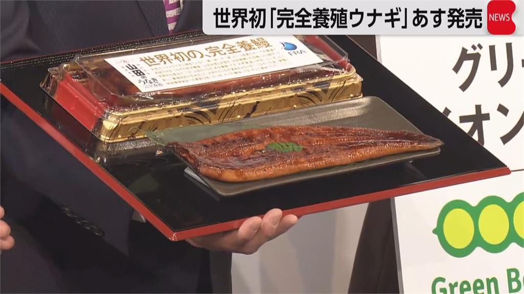 全球商業化首例!「完全養殖」鰻魚開賣 高市早苗搶先試吃