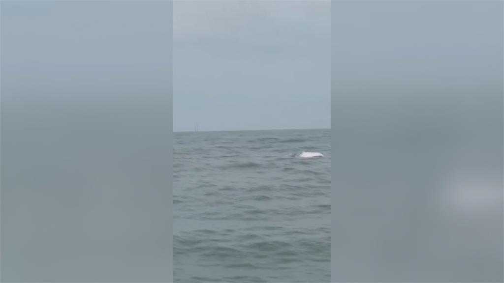 粉紅精靈驚喜現蹤! 彰化外海捕捉白海豚身影