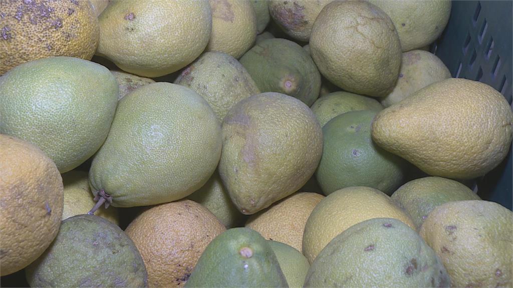麻豆文旦產量剩3成　果農堅持不漲價原因曝光