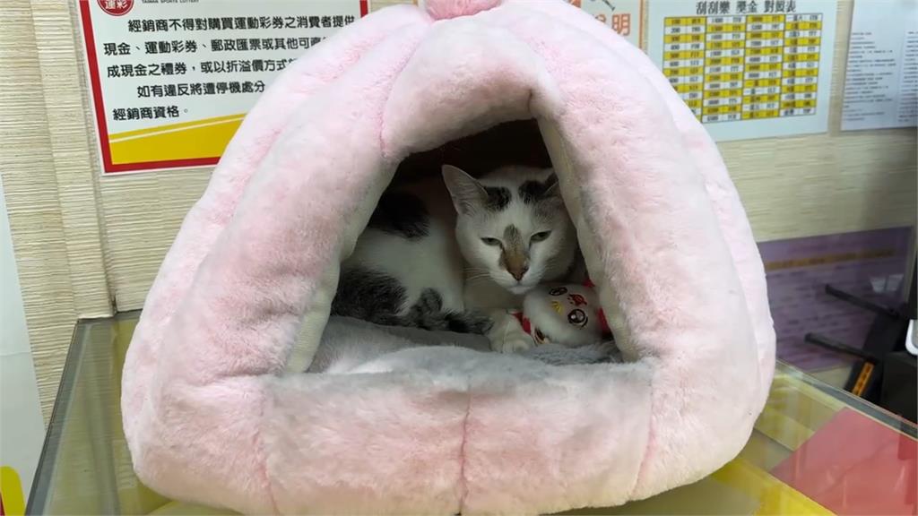 網拍「財神爺敲門」有趣景象　充氣玩偶被風狂吹