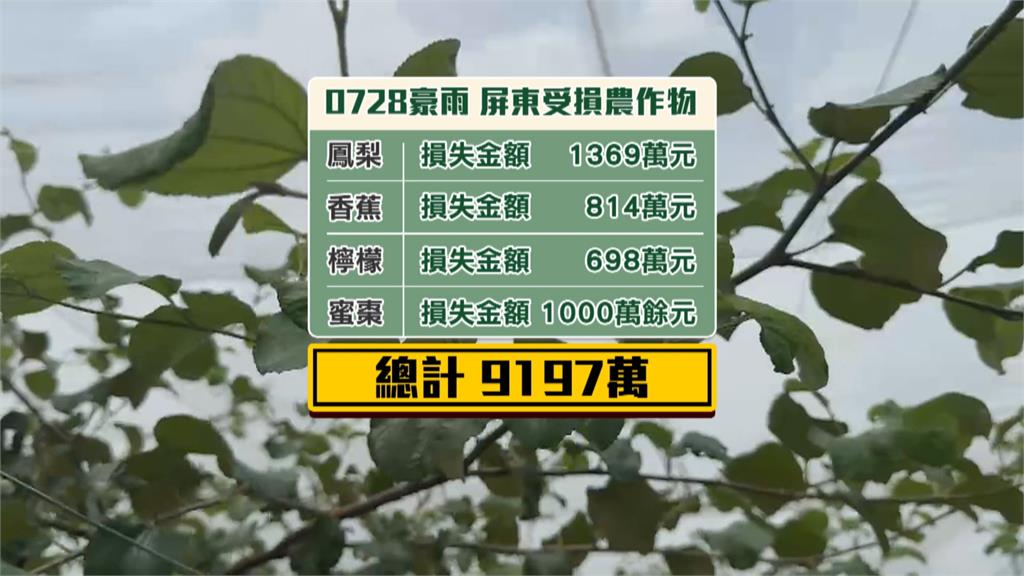 728豪雨屏東農損近億元居冠　鳳梨和香蕉最嚴重