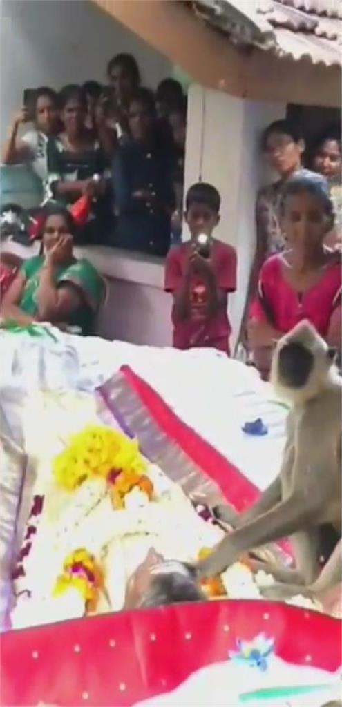 拜託你醒醒!猴子見主人過世不敢置信 貼臉、搖遺體心碎畫面曝