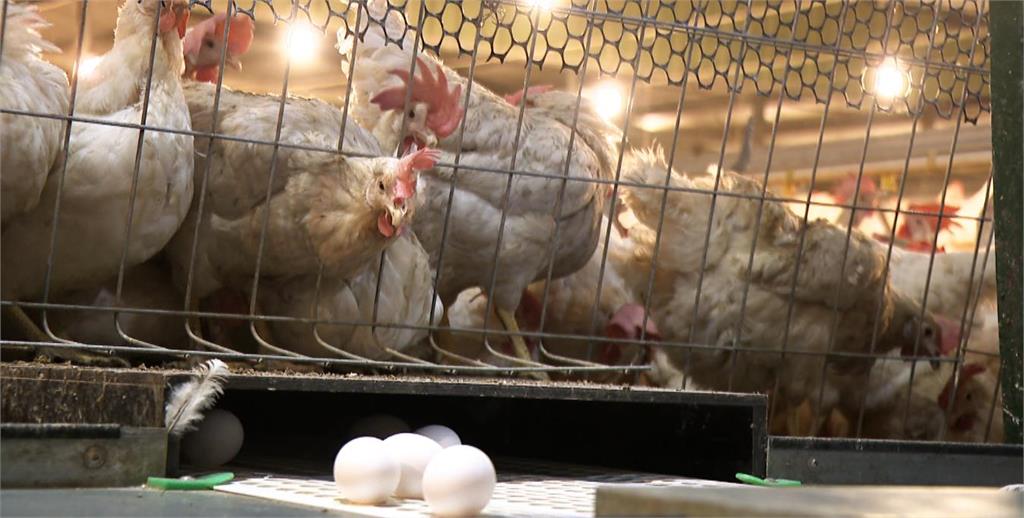 異言堂(影)／蛋商不說的秘密　選對雞蛋　省下醫藥費