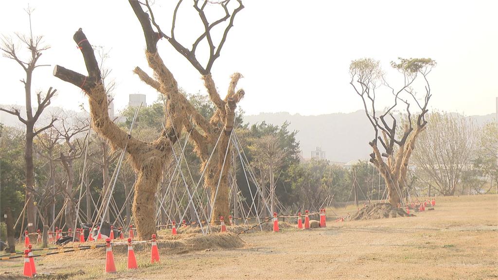 熬夜幫樹搬家!直擊高雄輕軌雨豆樹移植工程