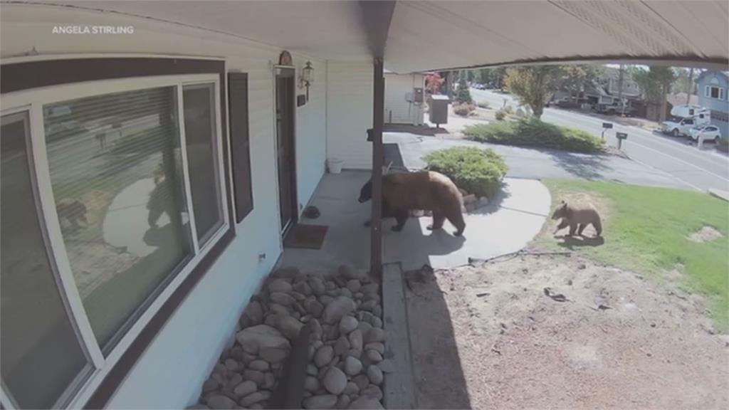 闖空門累犯!黑熊母子遭下格殺令 動保團體請命救熊