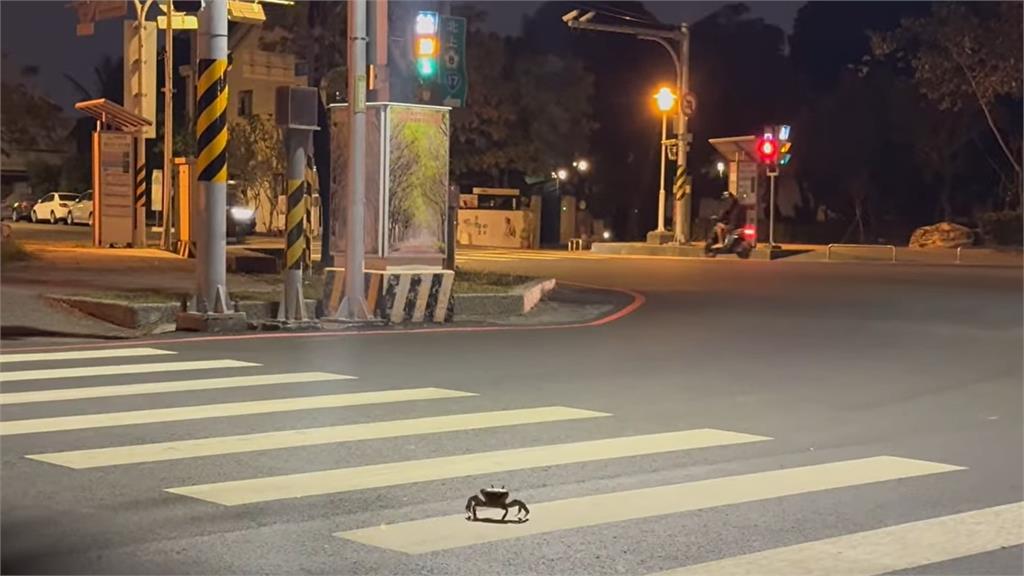 三寶學著點！螃蟹過馬路「走斑馬線」超守法　21秒奇景吸萬人朝聖