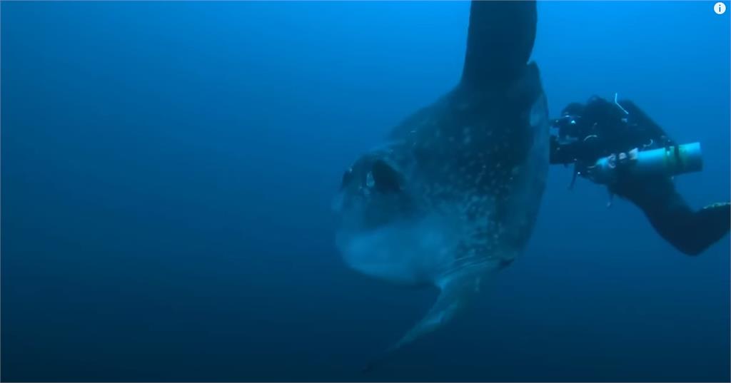 「史上最大尾怪魚」破紀錄！他釣「2.7公噸灰色肉塊」畫面震驚全球