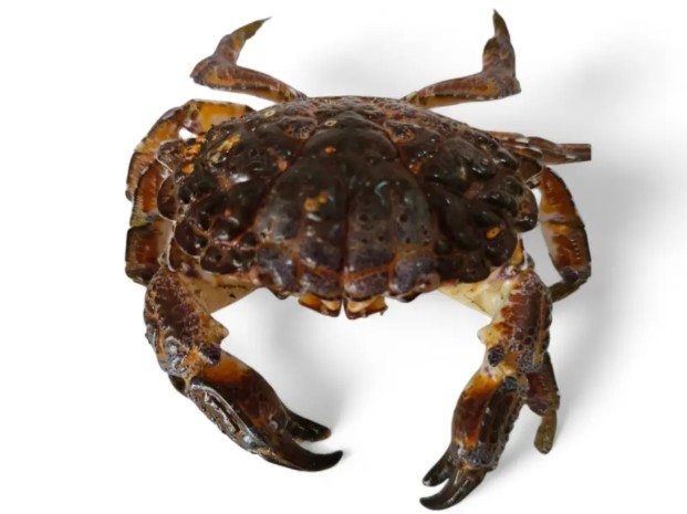 菲網紅拍片「狂嗑海鮮」竟淪喪命遺作！誤食劇毒蟹「嘴唇發黑」最後身影曝光