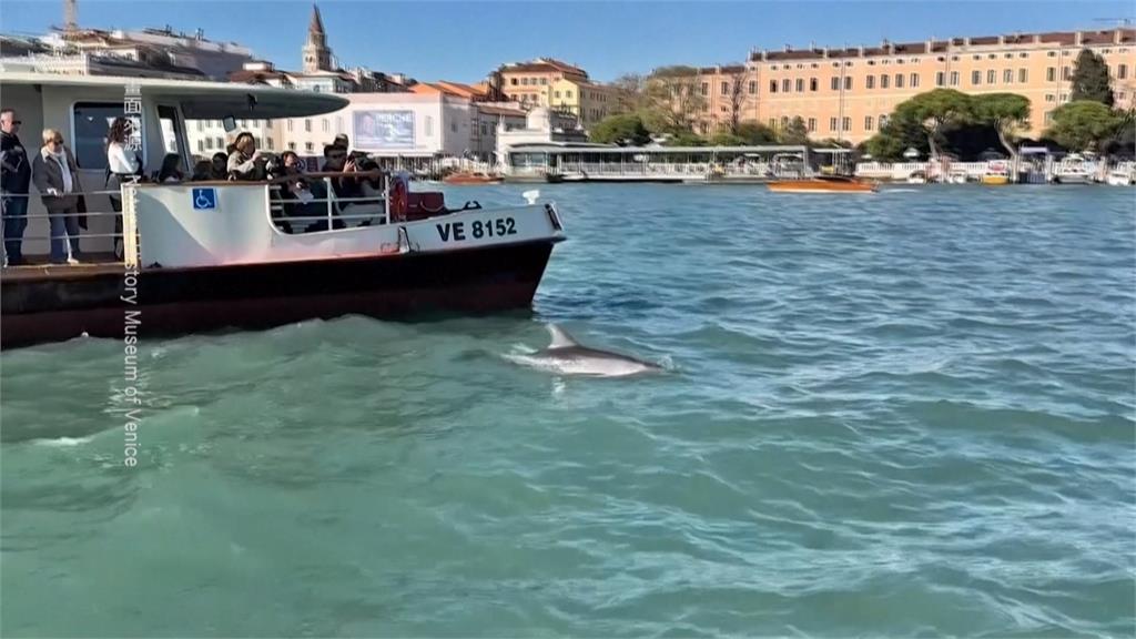 海豚迷路游進威尼斯潟湖　「迷莫」罕見身影吸旅客朝聖