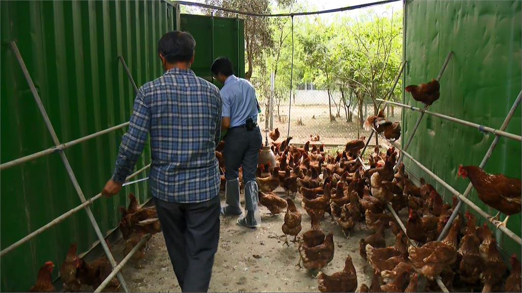 毒蛋怎麼來？　蛋農揭市售95%蛋都是「籠飼蛋」成關鍵