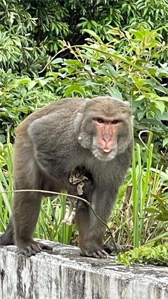 新北獼猴綁架小奶貓！拎著「倒栽蔥」拖地餓3天　垂死模樣網全急哭