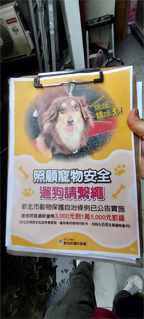 快新聞/遛狗不牽繩出事了!跑到馬路上遭輾斃 飼主、駕駛都得挨罰