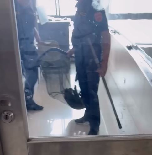 文化大學也有猴子入侵! 教室亂竄 保全捉捕後放生