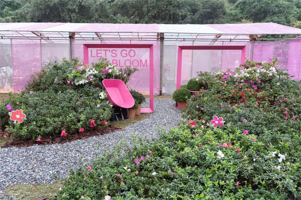 萬金杜鵑春季花展2/7登場 侯友宜邀「馬上出花」來賞花