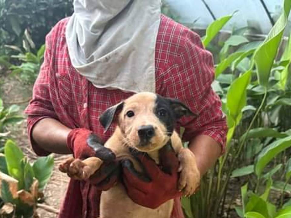 快新聞／桃園觀音驚傳「虐殺犬隻」？　動保處：已扣留28隻並妥善安置