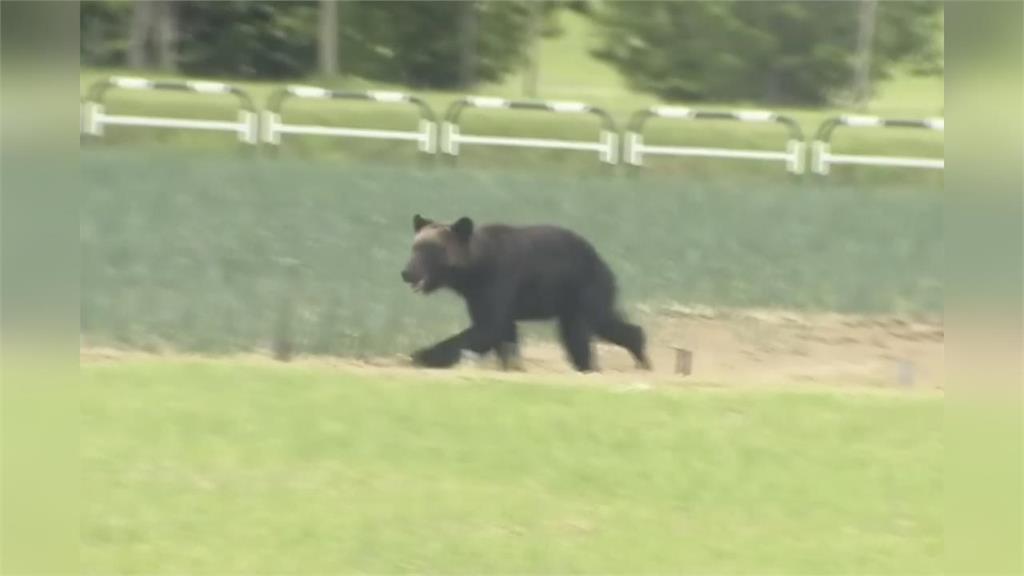 平地也會遭攻擊⋯日熊襲事件創紀錄!專家曝「獵殺量暴增3倍」:這1個月最危險