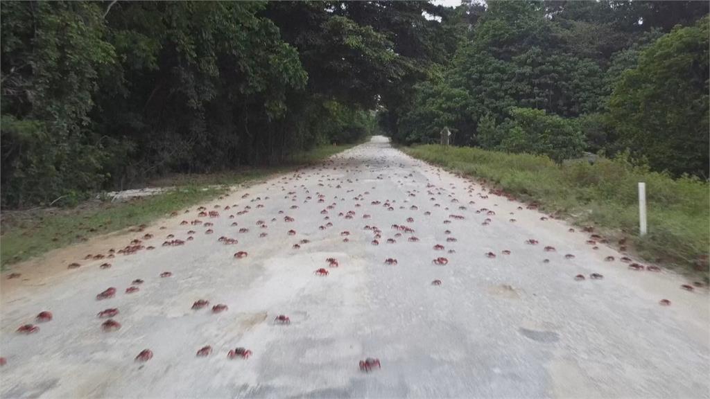 澳洲西澳耶誕島 紅蟹繁殖大軍佔領馬路鑽進家戶
