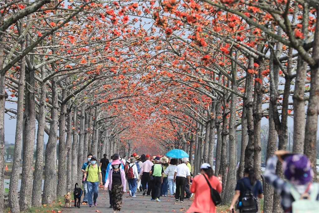 快新聞／白河林初埤木棉花道火紅綻放　大批遊客搶拍