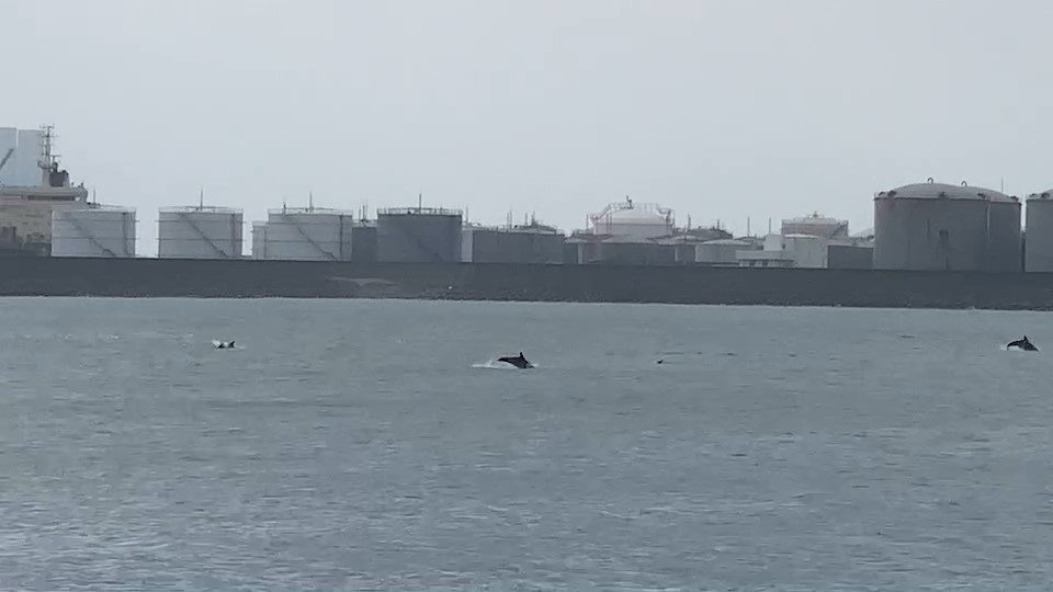 吉兆！台中港除夕湧上百隻海豚「拜年」　超優雅「飛躍身姿」罕見曝光
