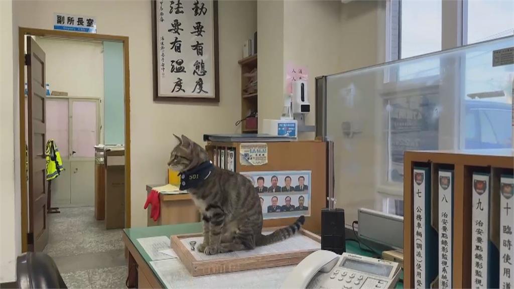 台中2線1警長貓「伍丼么」爆紅 派出所急訂擼貓守則