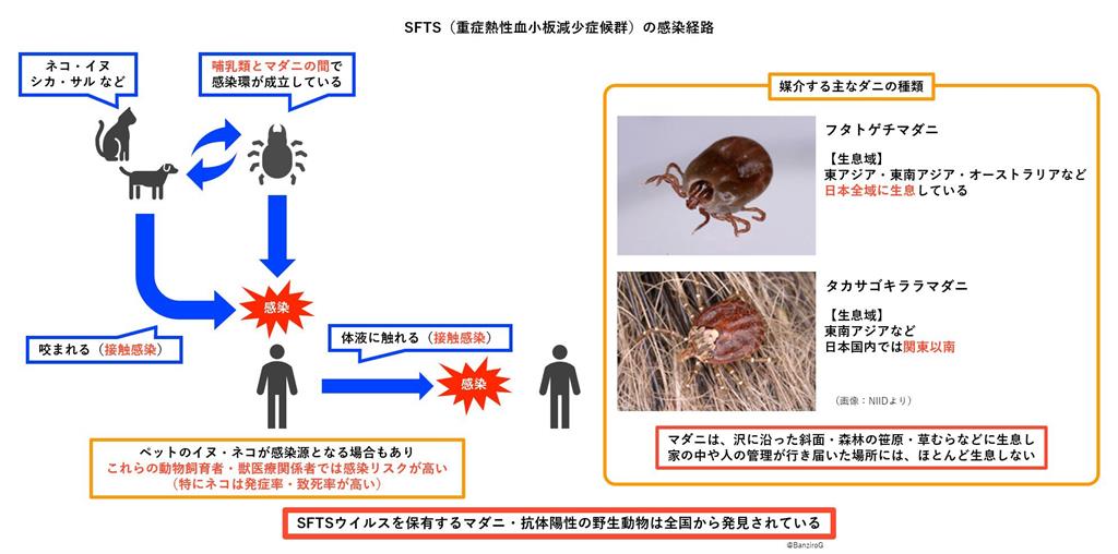 去日本旅遊要注意!「蜱蟲傳染病」疫情創新高…專家示警:嚴重恐器官衰竭亡