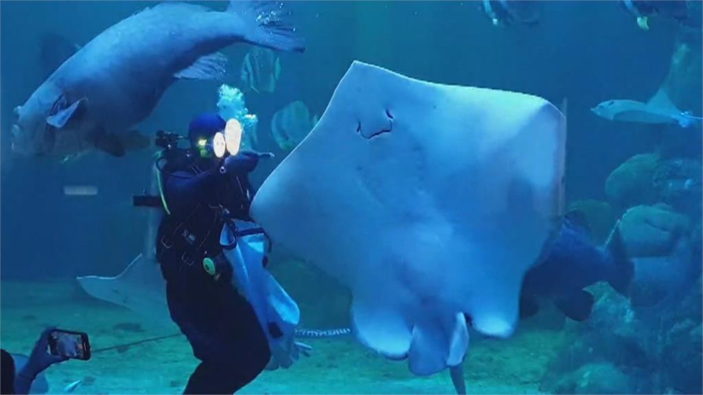凍未條! 綠蠵龜冷到凍不了擱淺 動物園、水族館防寒大作戰