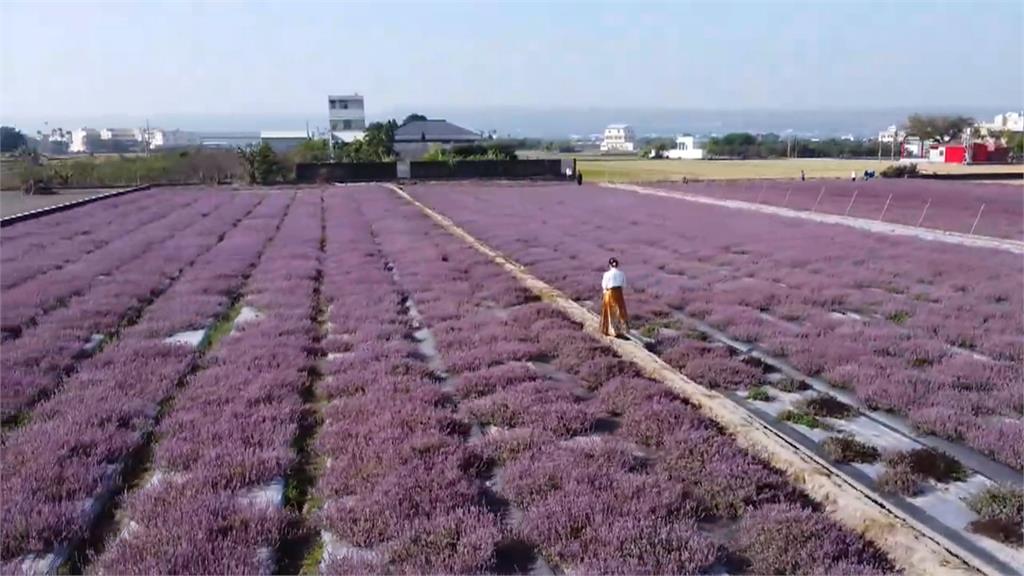 搶拍仙草花秘境！ 彰化賞花人潮爆滿＂交通亂象多＂