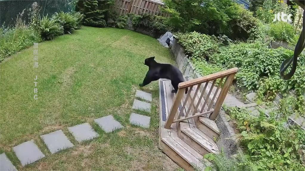 小狗立大功! 博美犬勇敢吠叫驅趕闖入黑熊守護主人
