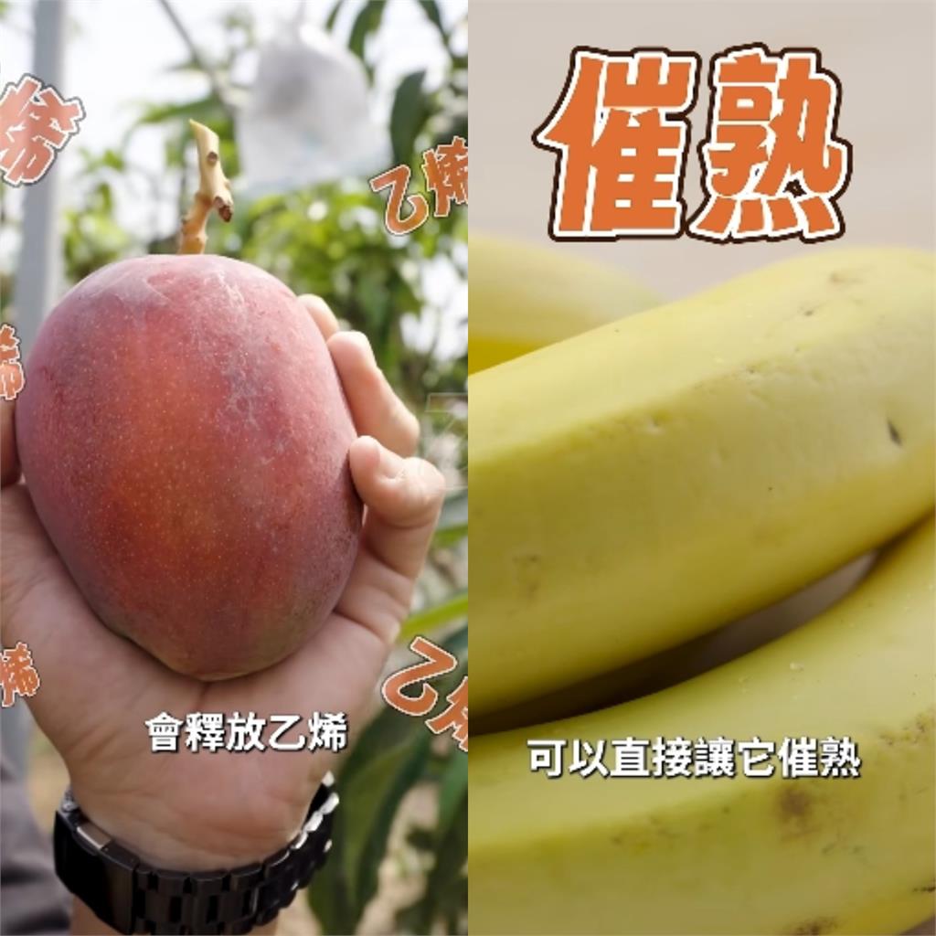 芒果買太多吃不完？農糧署公開「芒果2大保存法」輕鬆延長保存期限