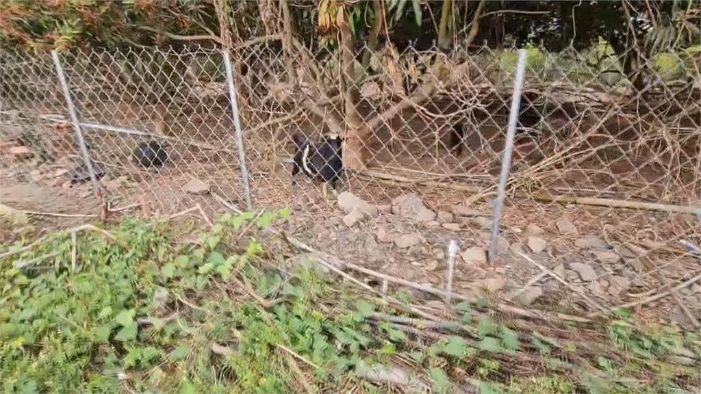 屏東枋寮超商外驚見「羊群」 飼主獲報到場:圍欄鬆脫