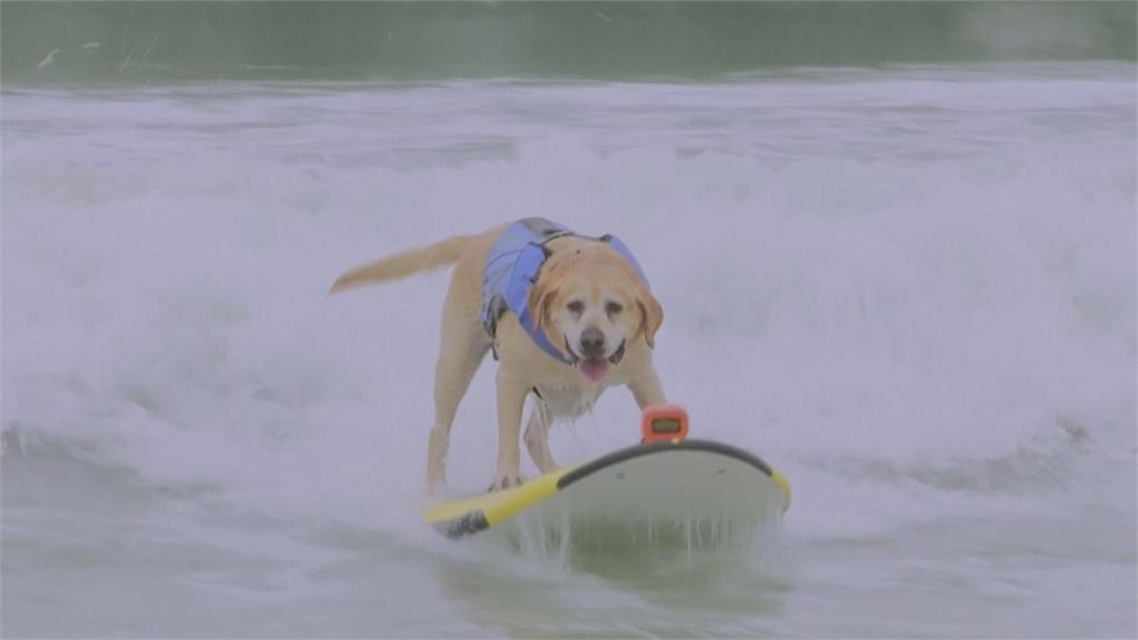 狗也能衝浪？世界犬浪板大賽汪星人搶上板畫面曝光　人類全在岸上忙搶拍