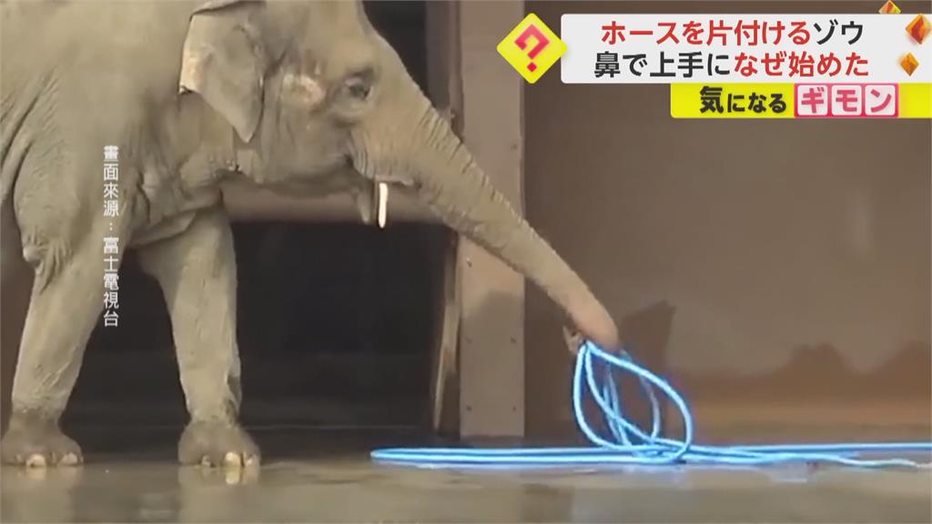 日本東山動物園大象受遊客歡迎 51歲母亞洲象「會幫飼養員整理水管」