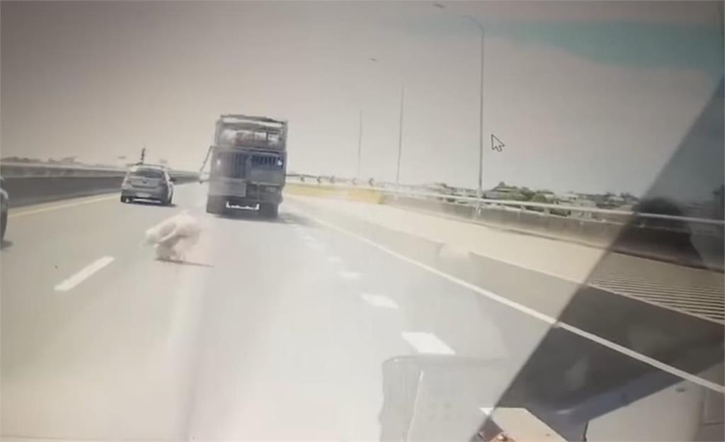 真的「降肉」!大豬摔車國道翻滾6圈 網驚:九天玄女指定司機?