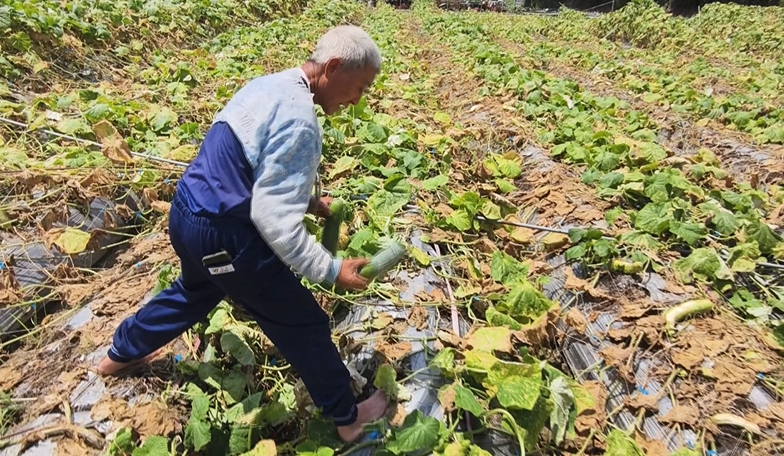 豪雨影響！土壤鬆動刺瓜棚全倒　泡水爛光損失慘重