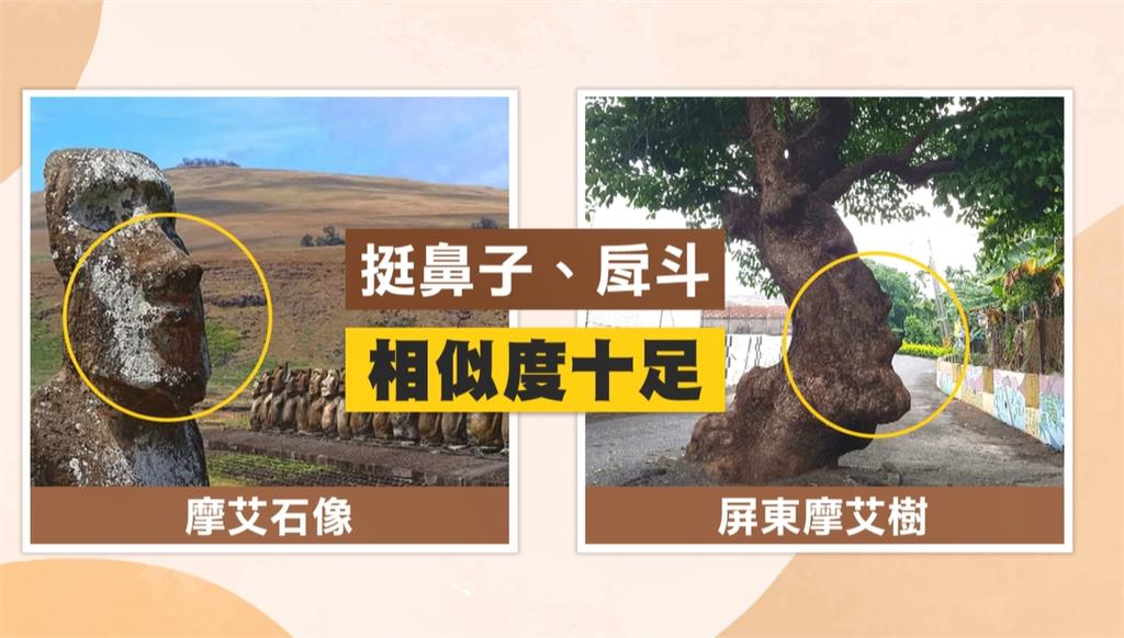 屏東佳冬百年茄苳樹　神似「摩艾像」成打卡熱點