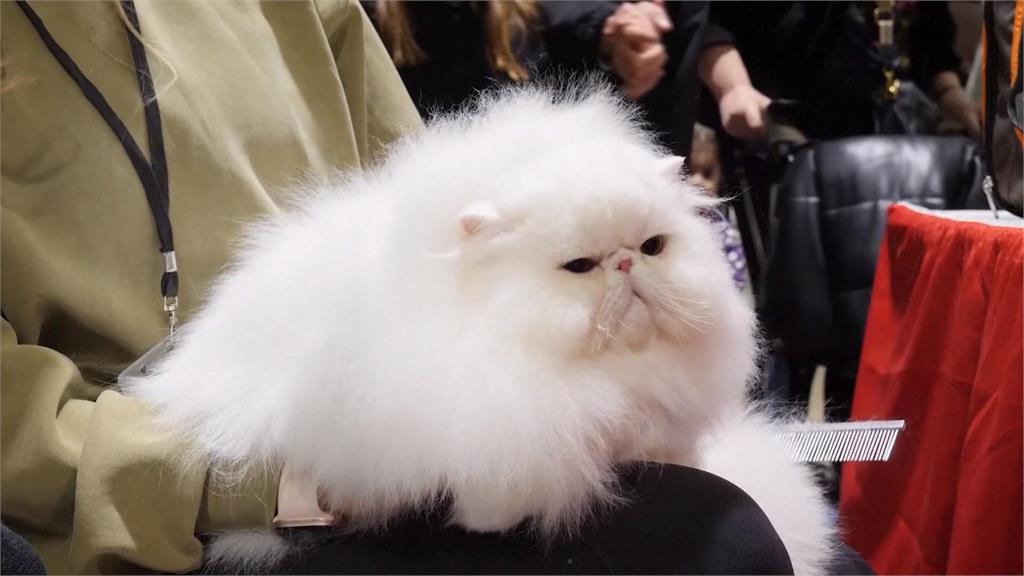 倫敦「最可愛」超模秀　貓咪模特兒走上伸展台引轟動