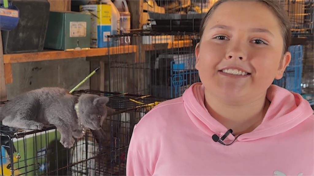 收編87隻貓! 美國13歲女童成立"浪貓中繼站"