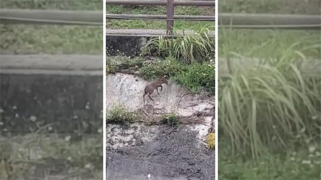 珍貴全紀錄！　野生小山羌下水消暑成功渡溪