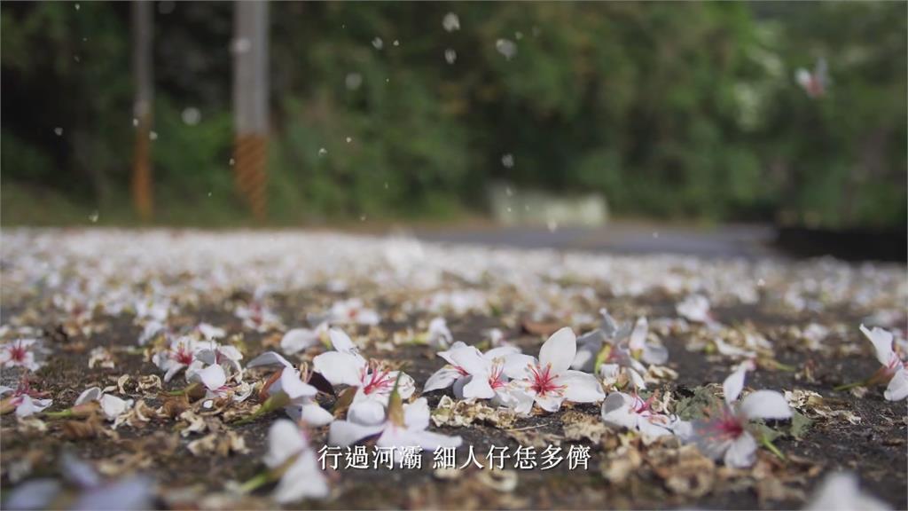 講述台灣土地、油桐樹、客家文化 客委會「桐花紀錄片」歷時三年製成