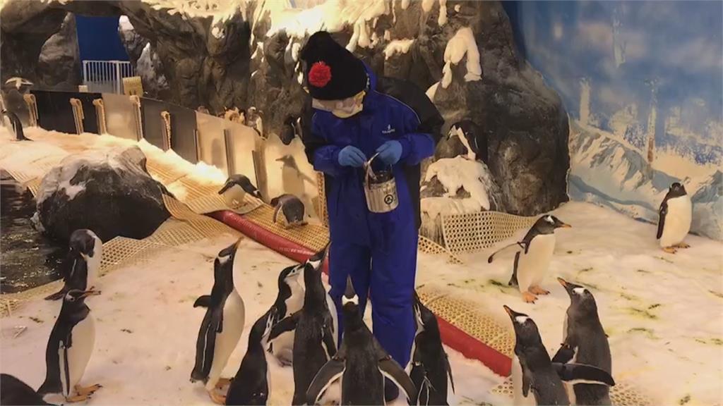 國立海洋生物博物館「標售36隻企鵝」！投標資格曝　網嗨：好想團購