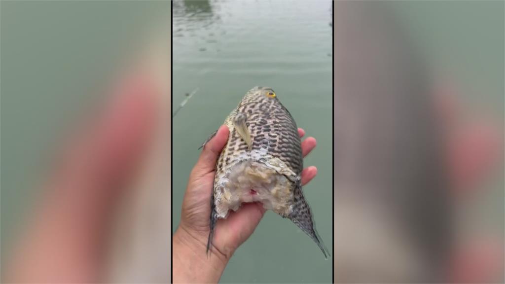 日月潭惡霸相殘　魚虎球同類硬吞慘「噎死」
