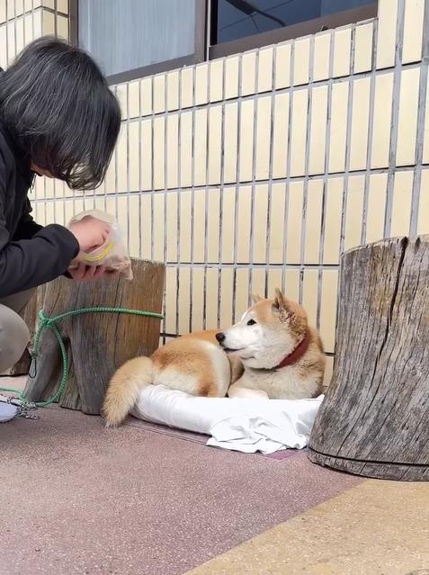 快新聞/蔡英文帶樂樂、鳳梨妹上山走春 手做肉乾太美味吸引15隻狗友歡迎
