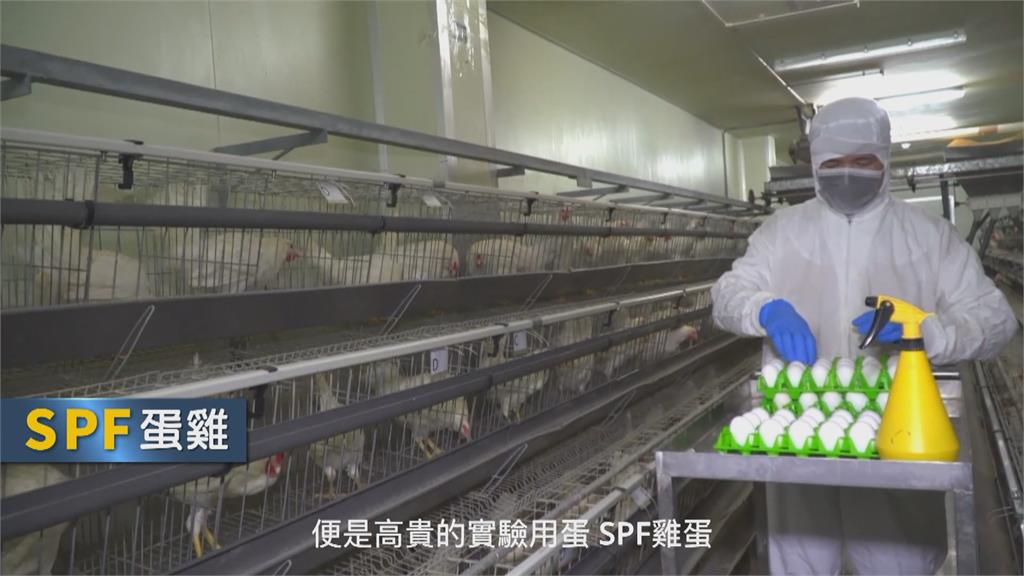 生技醫療大未來 "SPF雞蛋"助開發疫苗.生醫研究