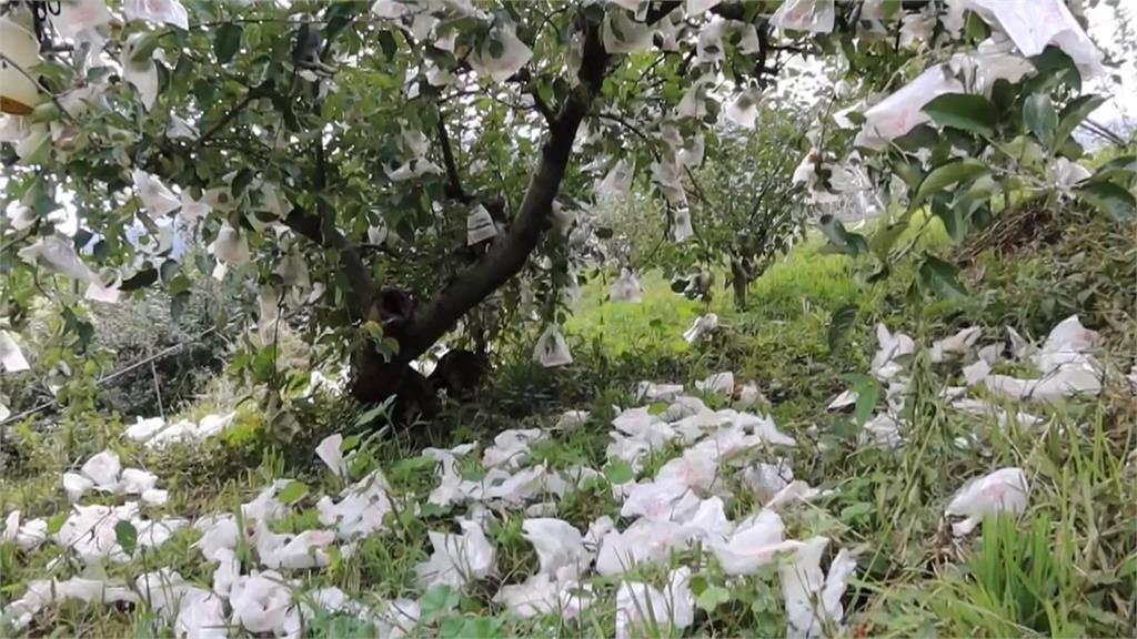 把果園當吃到飽！　獼猴變身特戰兵「走電線、後空翻」