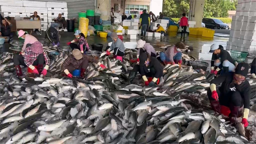 獨/烏魚季即將到來! 茄萣金鑾宮「烏魚公籤」諭示今年豐收