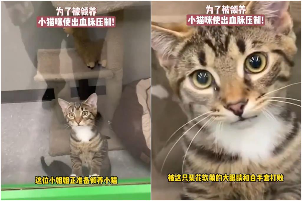 虎斑小奶貓為爭領養!遭同伴「無情壓頭」:來人救貓阿… 貓咪版《甄嬛傳》?虎斑奶貓搶領養「遭同伴無情壓頭」:來人救貓阿…
